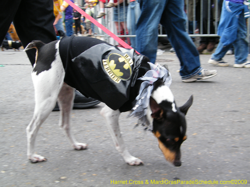 2009-Mystic-Krewe-of-Barkus-Mardi-Gras-French-Quarter-New-Orleans-Dog-Parade-Harriet-Cross-7447