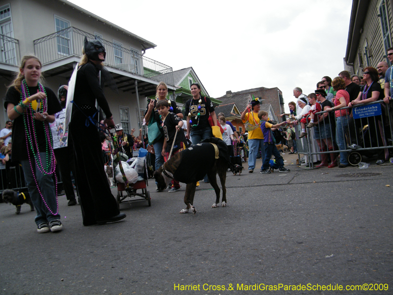 2009-Mystic-Krewe-of-Barkus-Mardi-Gras-French-Quarter-New-Orleans-Dog-Parade-Harriet-Cross-7449