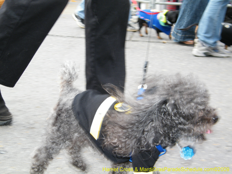 2009-Mystic-Krewe-of-Barkus-Mardi-Gras-French-Quarter-New-Orleans-Dog-Parade-Harriet-Cross-7450