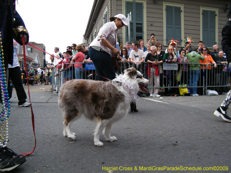 2009-Mystic-Krewe-of-Barkus-Mardi-Gras-French-Quarter-New-Orleans-Dog-Parade-Harriet-Cross-7453