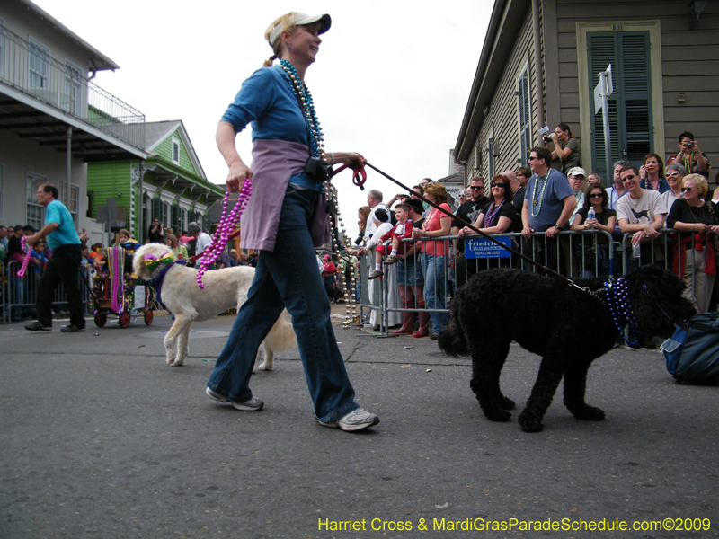 2009-Mystic-Krewe-of-Barkus-Mardi-Gras-French-Quarter-New-Orleans-Dog-Parade-Harriet-Cross-7454