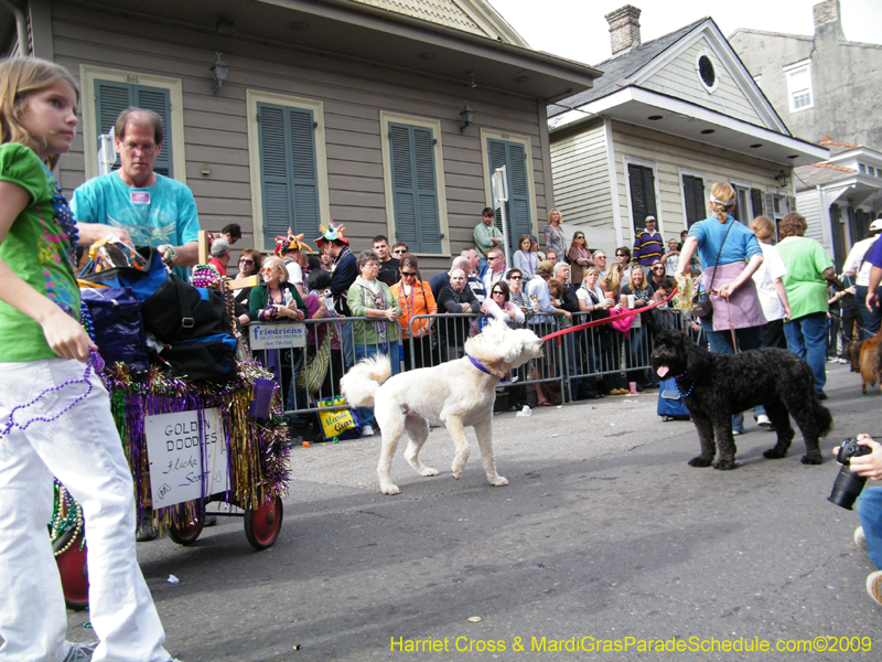 2009-Mystic-Krewe-of-Barkus-Mardi-Gras-French-Quarter-New-Orleans-Dog-Parade-Harriet-Cross-7456