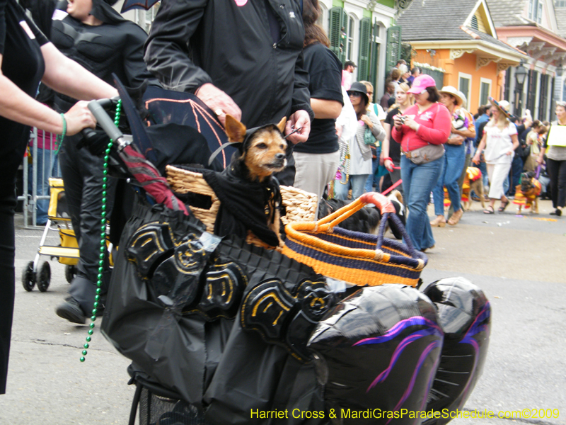 2009-Mystic-Krewe-of-Barkus-Mardi-Gras-French-Quarter-New-Orleans-Dog-Parade-Harriet-Cross-7459