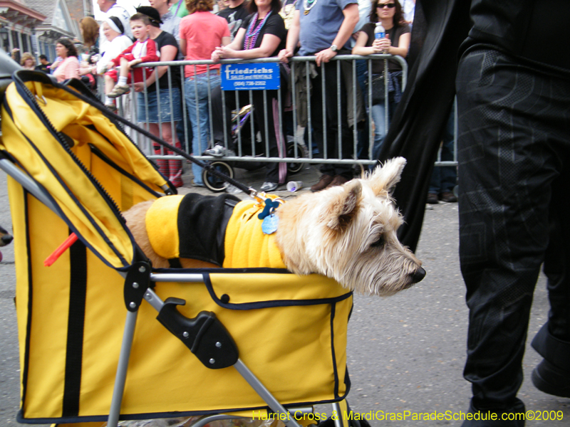 2009-Mystic-Krewe-of-Barkus-Mardi-Gras-French-Quarter-New-Orleans-Dog-Parade-Harriet-Cross-7461