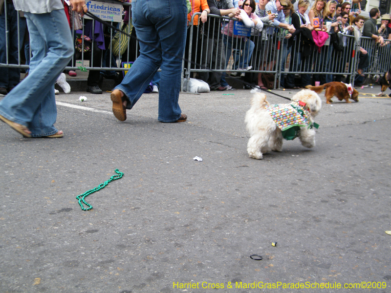 2009-Mystic-Krewe-of-Barkus-Mardi-Gras-French-Quarter-New-Orleans-Dog-Parade-Harriet-Cross-7462