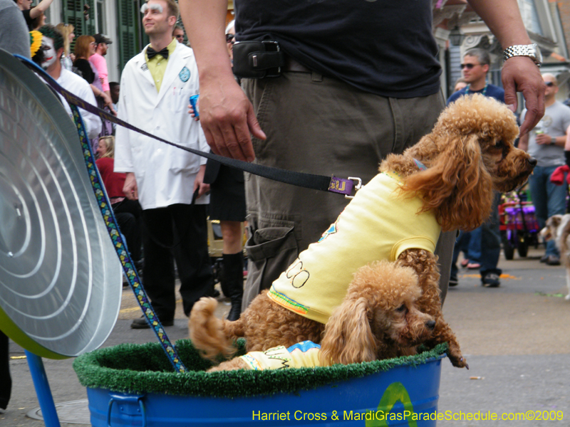 2009-Mystic-Krewe-of-Barkus-Mardi-Gras-French-Quarter-New-Orleans-Dog-Parade-Harriet-Cross-7469