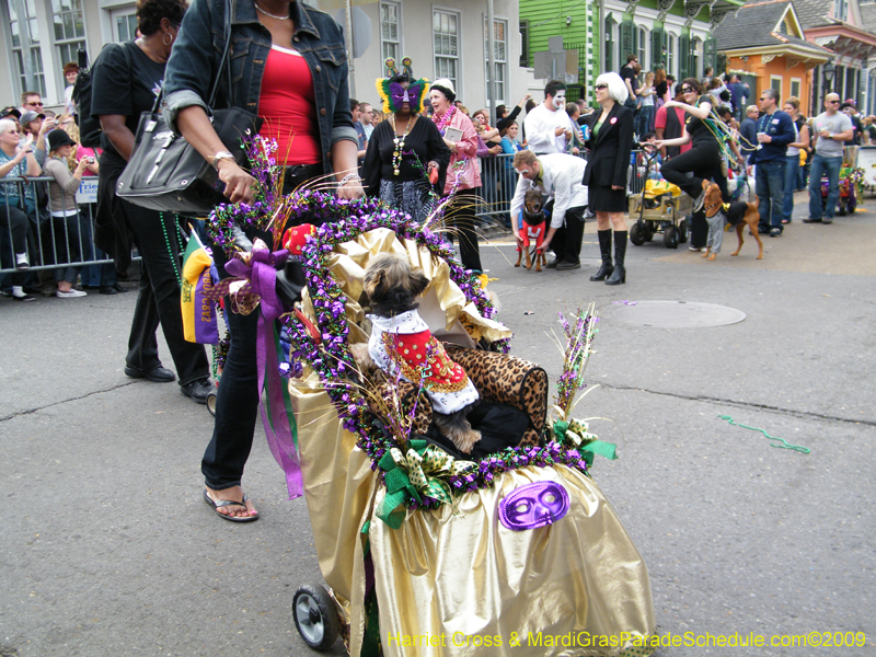 2009-Mystic-Krewe-of-Barkus-Mardi-Gras-French-Quarter-New-Orleans-Dog-Parade-Harriet-Cross-7471