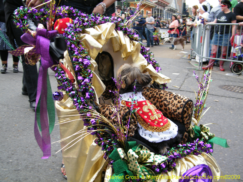 2009-Mystic-Krewe-of-Barkus-Mardi-Gras-French-Quarter-New-Orleans-Dog-Parade-Harriet-Cross-7472