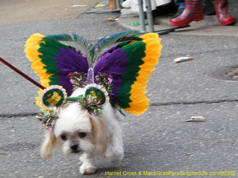 2009-Mystic-Krewe-of-Barkus-Mardi-Gras-French-Quarter-New-Orleans-Dog-Parade-Harriet-Cross-7473