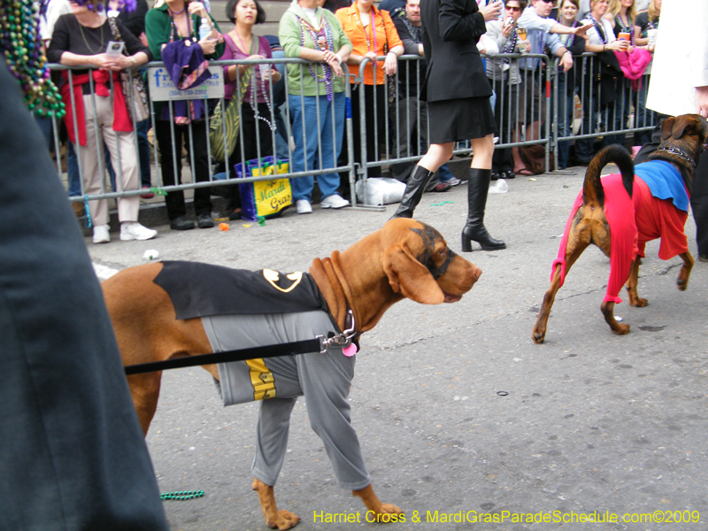 2009-Mystic-Krewe-of-Barkus-Mardi-Gras-French-Quarter-New-Orleans-Dog-Parade-Harriet-Cross-7475