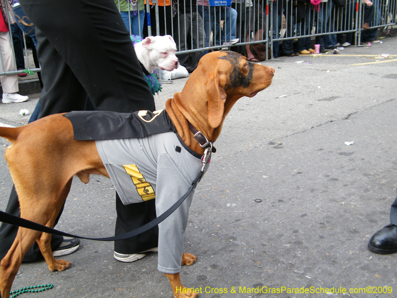 2009-Mystic-Krewe-of-Barkus-Mardi-Gras-French-Quarter-New-Orleans-Dog-Parade-Harriet-Cross-7476