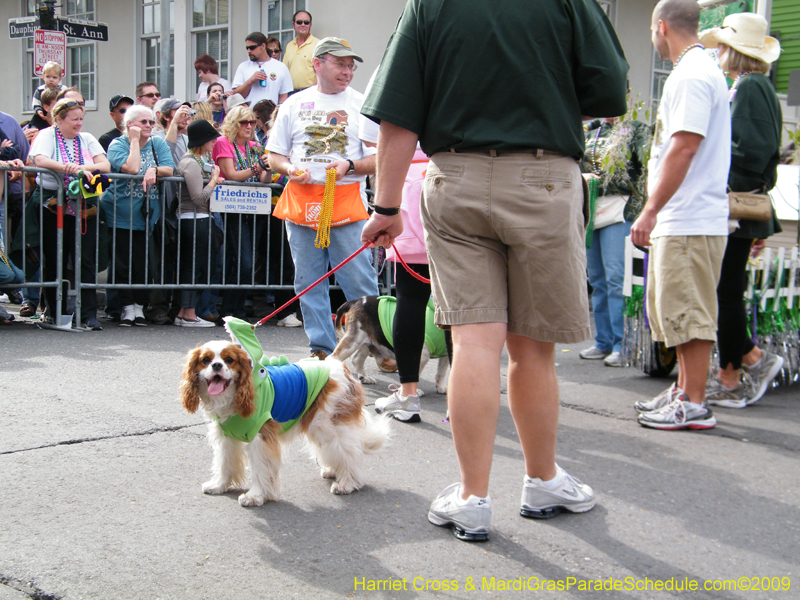 2009-Mystic-Krewe-of-Barkus-Mardi-Gras-French-Quarter-New-Orleans-Dog-Parade-Harriet-Cross-7485