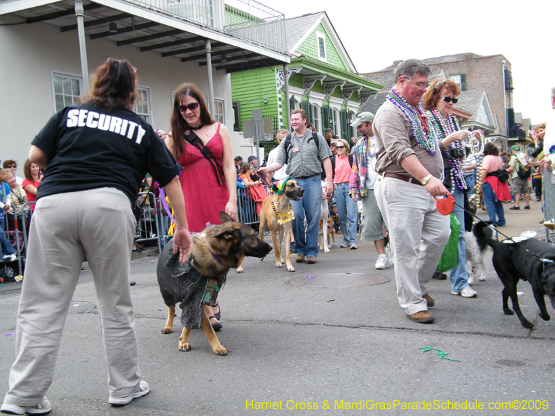 2009-Mystic-Krewe-of-Barkus-Mardi-Gras-French-Quarter-New-Orleans-Dog-Parade-Harriet-Cross-7494