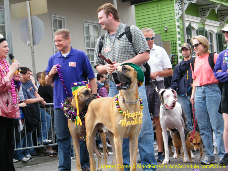 2009-Mystic-Krewe-of-Barkus-Mardi-Gras-French-Quarter-New-Orleans-Dog-Parade-Harriet-Cross-7496