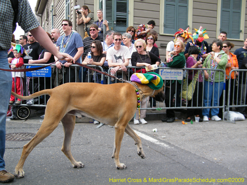 2009-Mystic-Krewe-of-Barkus-Mardi-Gras-French-Quarter-New-Orleans-Dog-Parade-Harriet-Cross-7498