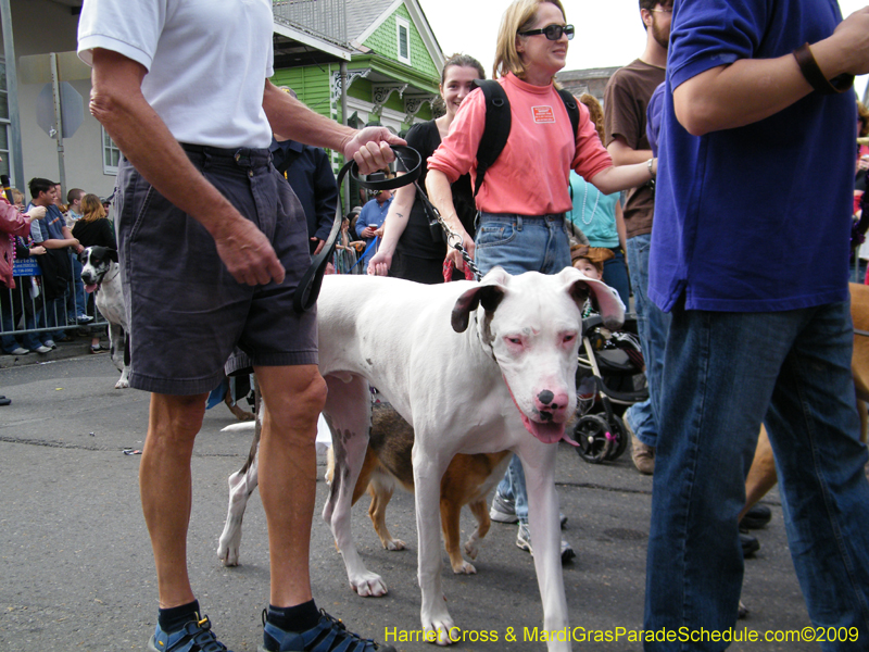 2009-Mystic-Krewe-of-Barkus-Mardi-Gras-French-Quarter-New-Orleans-Dog-Parade-Harriet-Cross-7499