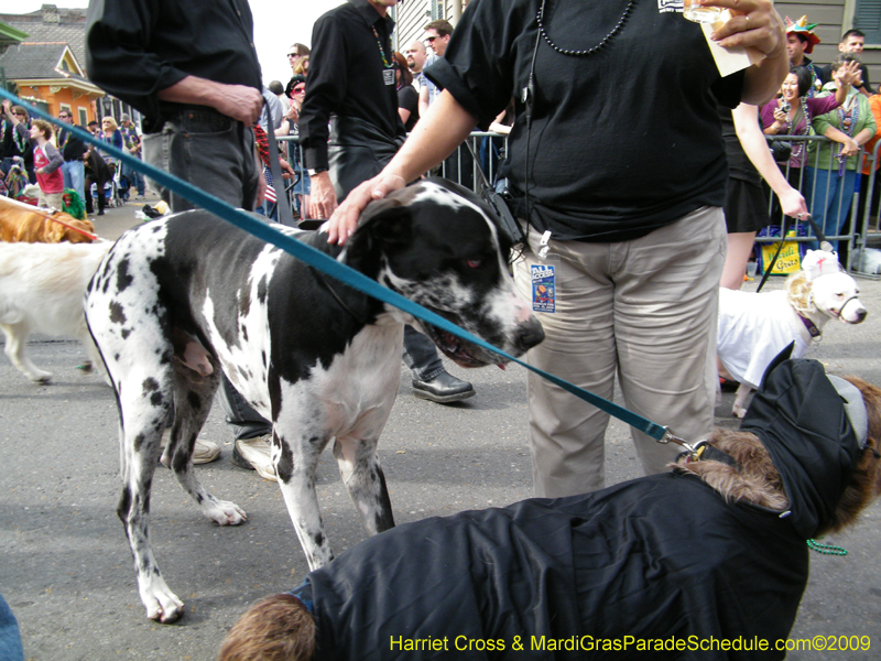 2009-Mystic-Krewe-of-Barkus-Mardi-Gras-French-Quarter-New-Orleans-Dog-Parade-Harriet-Cross-7501