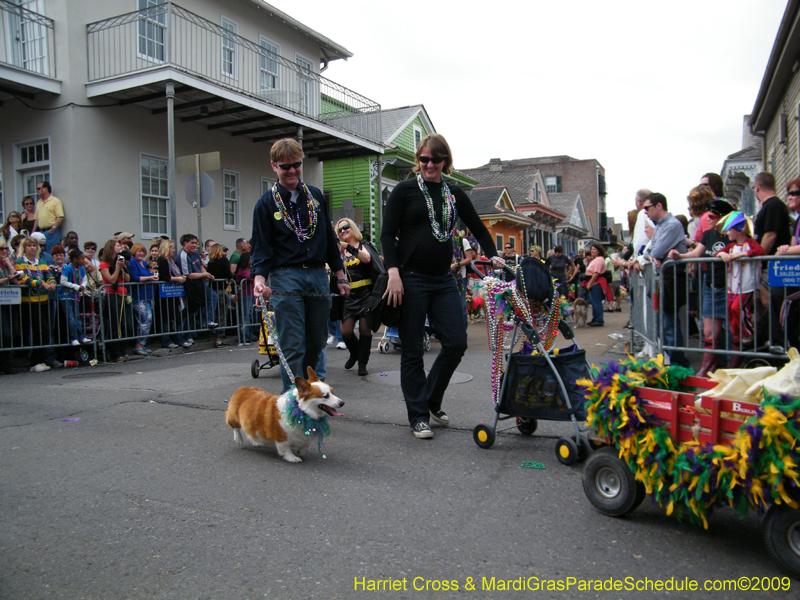 2009-Mystic-Krewe-of-Barkus-Mardi-Gras-French-Quarter-New-Orleans-Dog-Parade-Harriet-Cross-7504