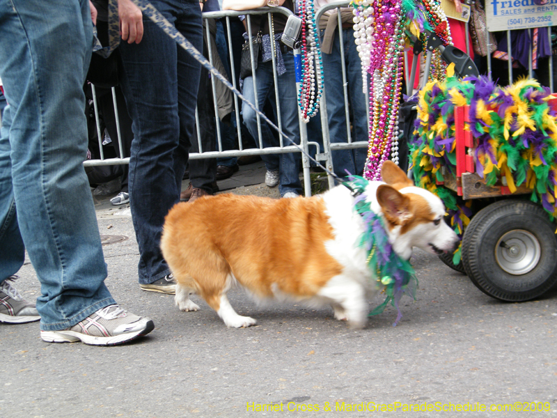 2009-Mystic-Krewe-of-Barkus-Mardi-Gras-French-Quarter-New-Orleans-Dog-Parade-Harriet-Cross-7505