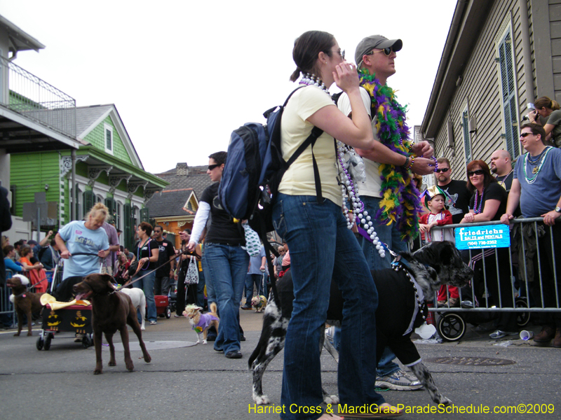 2009-Mystic-Krewe-of-Barkus-Mardi-Gras-French-Quarter-New-Orleans-Dog-Parade-Harriet-Cross-7508