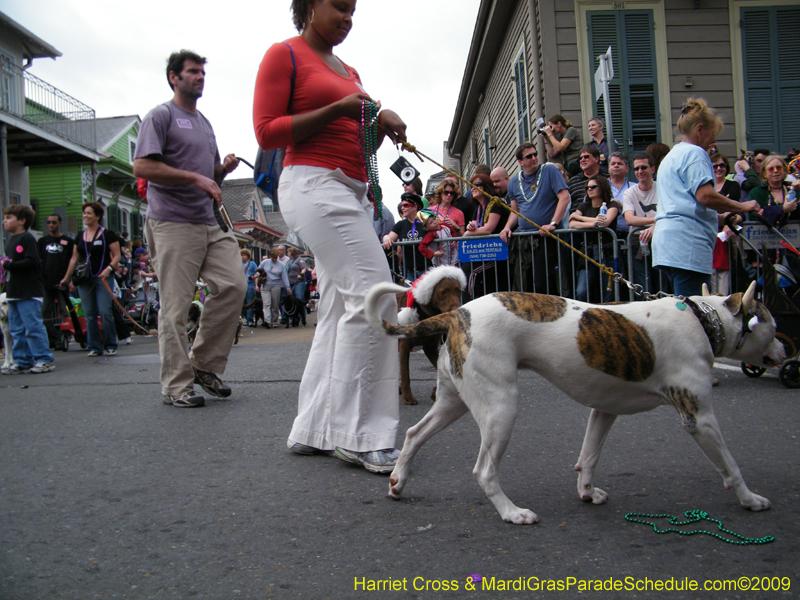 2009-Mystic-Krewe-of-Barkus-Mardi-Gras-French-Quarter-New-Orleans-Dog-Parade-Harriet-Cross-7510