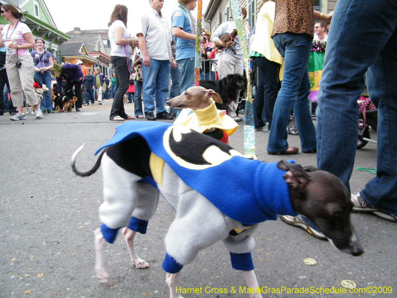 2009-Mystic-Krewe-of-Barkus-Mardi-Gras-French-Quarter-New-Orleans-Dog-Parade-Harriet-Cross-7512