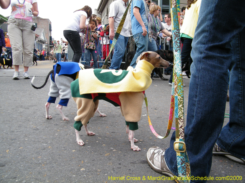 2009-Mystic-Krewe-of-Barkus-Mardi-Gras-French-Quarter-New-Orleans-Dog-Parade-Harriet-Cross-7514