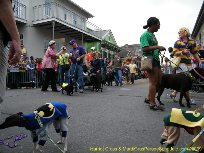 2009-Mystic-Krewe-of-Barkus-Mardi-Gras-French-Quarter-New-Orleans-Dog-Parade-Harriet-Cross-7516