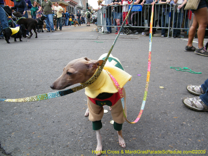 2009-Mystic-Krewe-of-Barkus-Mardi-Gras-French-Quarter-New-Orleans-Dog-Parade-Harriet-Cross-7517