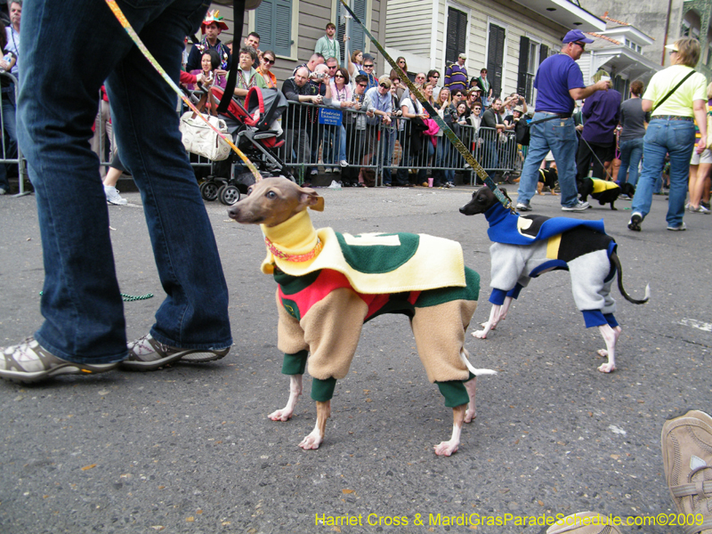 2009-Mystic-Krewe-of-Barkus-Mardi-Gras-French-Quarter-New-Orleans-Dog-Parade-Harriet-Cross-7519