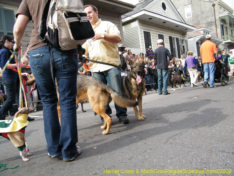 2009-Mystic-Krewe-of-Barkus-Mardi-Gras-French-Quarter-New-Orleans-Dog-Parade-Harriet-Cross-7522