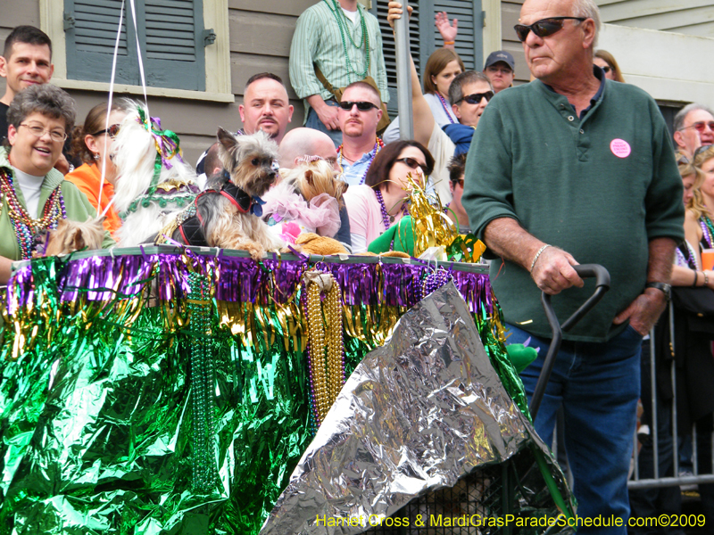 2009-Mystic-Krewe-of-Barkus-Mardi-Gras-French-Quarter-New-Orleans-Dog-Parade-Harriet-Cross-7525