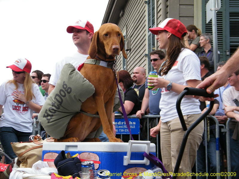 2009-Mystic-Krewe-of-Barkus-Mardi-Gras-French-Quarter-New-Orleans-Dog-Parade-Harriet-Cross-7527