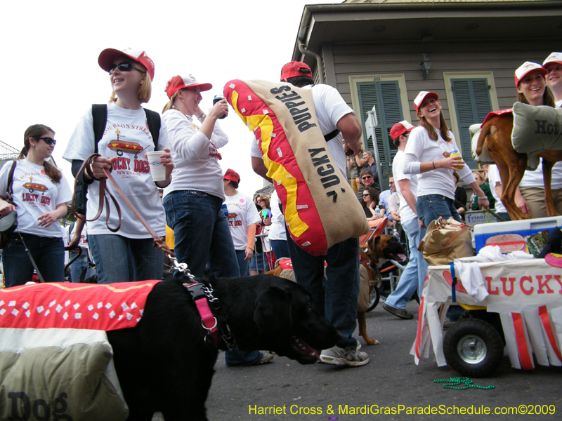 2009-Mystic-Krewe-of-Barkus-Mardi-Gras-French-Quarter-New-Orleans-Dog-Parade-Harriet-Cross-7528