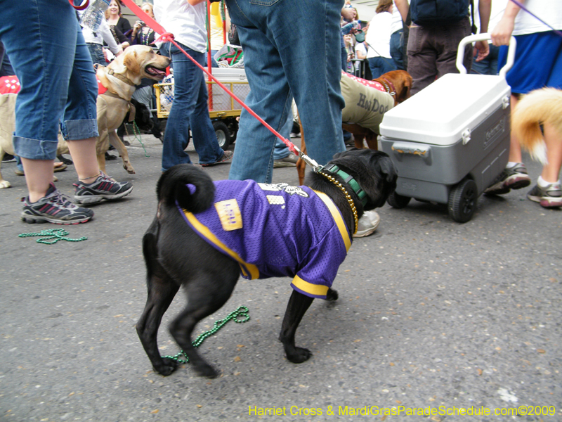 2009-Mystic-Krewe-of-Barkus-Mardi-Gras-French-Quarter-New-Orleans-Dog-Parade-Harriet-Cross-7532