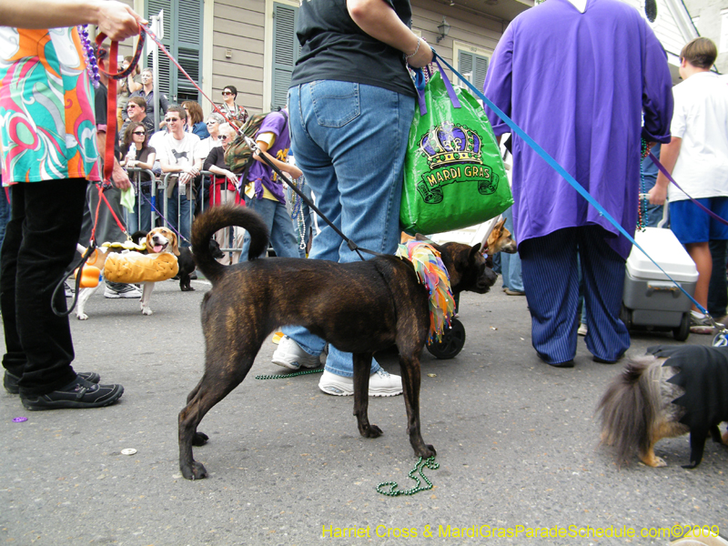 2009-Mystic-Krewe-of-Barkus-Mardi-Gras-French-Quarter-New-Orleans-Dog-Parade-Harriet-Cross-7535