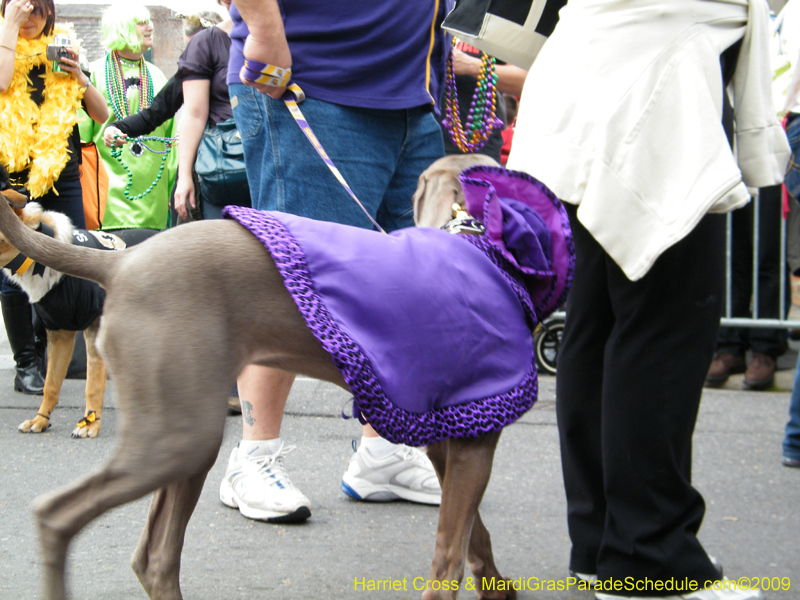 2009-Mystic-Krewe-of-Barkus-Mardi-Gras-French-Quarter-New-Orleans-Dog-Parade-Harriet-Cross-7536