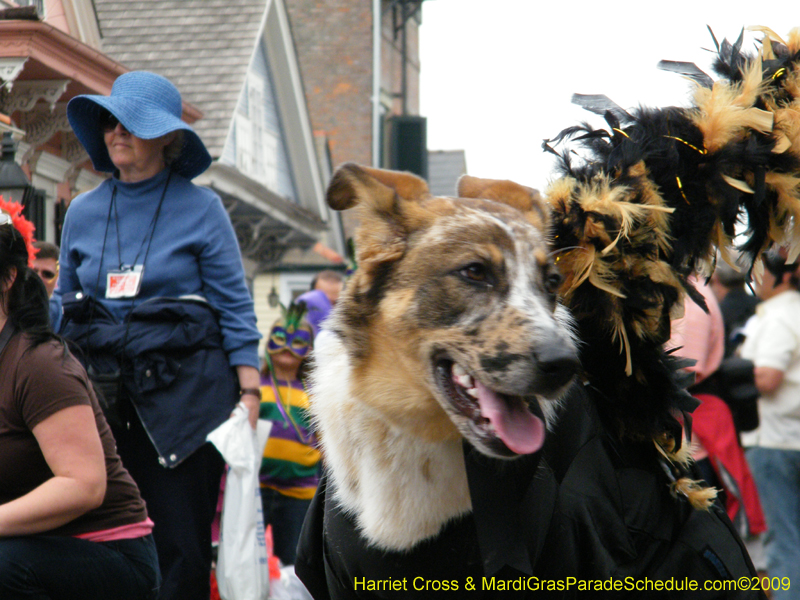 2009-Mystic-Krewe-of-Barkus-Mardi-Gras-French-Quarter-New-Orleans-Dog-Parade-Harriet-Cross-7539