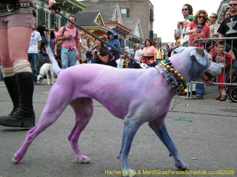 2009-Mystic-Krewe-of-Barkus-Mardi-Gras-French-Quarter-New-Orleans-Dog-Parade-Harriet-Cross-7541