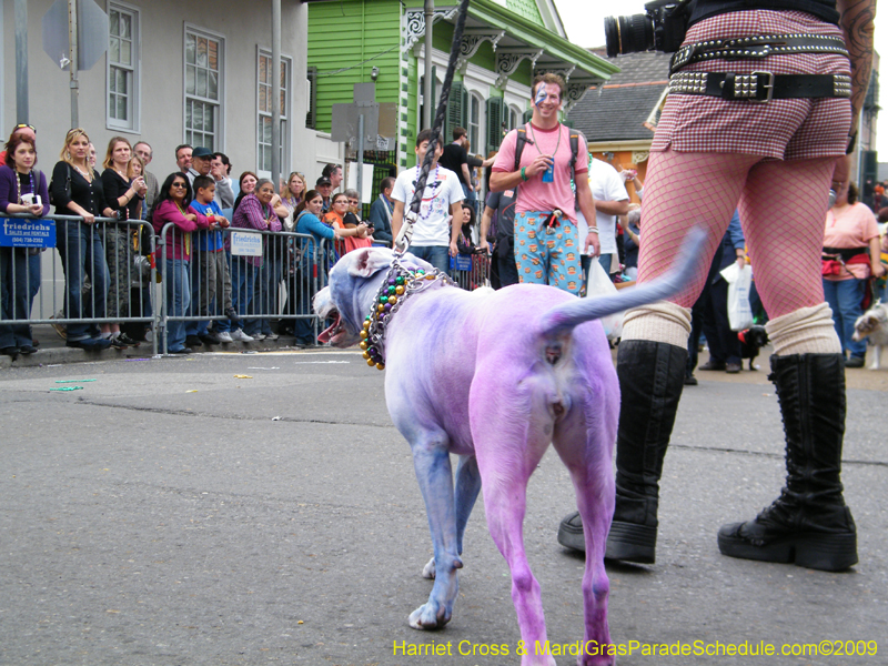 2009-Mystic-Krewe-of-Barkus-Mardi-Gras-French-Quarter-New-Orleans-Dog-Parade-Harriet-Cross-7542