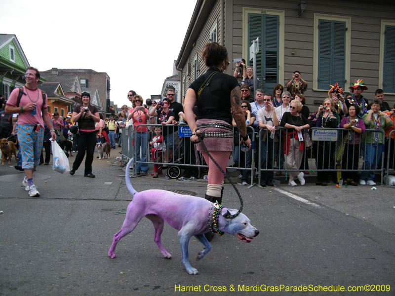 2009-Mystic-Krewe-of-Barkus-Mardi-Gras-French-Quarter-New-Orleans-Dog-Parade-Harriet-Cross-7543