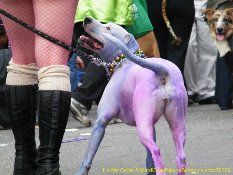 2009-Mystic-Krewe-of-Barkus-Mardi-Gras-French-Quarter-New-Orleans-Dog-Parade-Harriet-Cross-7546