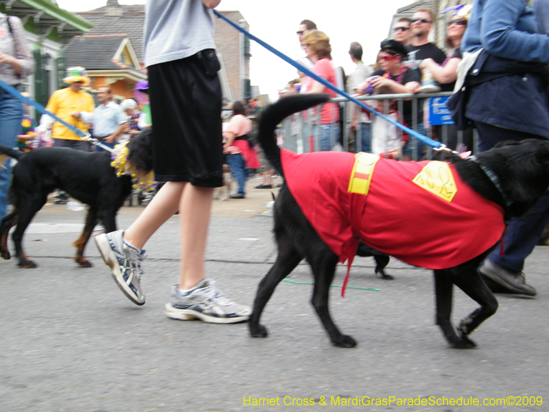 2009-Mystic-Krewe-of-Barkus-Mardi-Gras-French-Quarter-New-Orleans-Dog-Parade-Harriet-Cross-7547