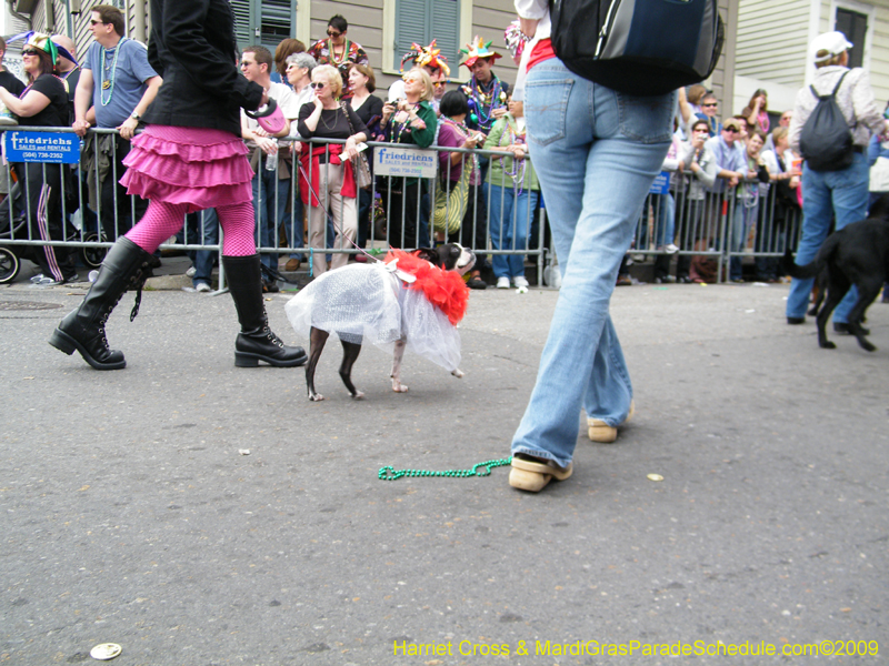 2009-Mystic-Krewe-of-Barkus-Mardi-Gras-French-Quarter-New-Orleans-Dog-Parade-Harriet-Cross-7549