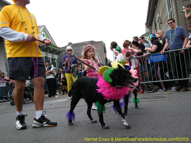 2009-Mystic-Krewe-of-Barkus-Mardi-Gras-French-Quarter-New-Orleans-Dog-Parade-Harriet-Cross-7552