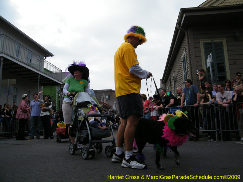 2009-Mystic-Krewe-of-Barkus-Mardi-Gras-French-Quarter-New-Orleans-Dog-Parade-Harriet-Cross-7554