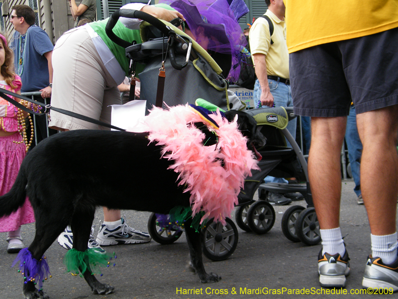 2009-Mystic-Krewe-of-Barkus-Mardi-Gras-French-Quarter-New-Orleans-Dog-Parade-Harriet-Cross-7556