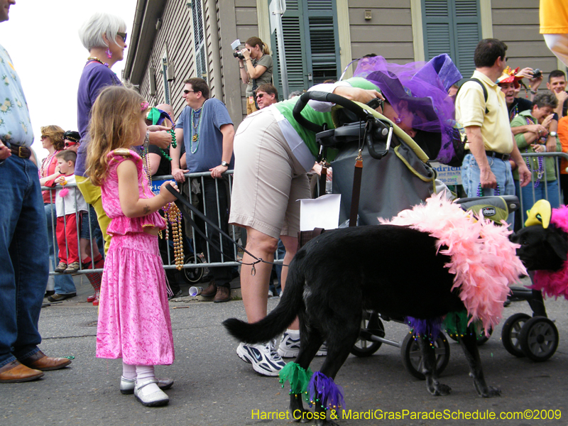 2009-Mystic-Krewe-of-Barkus-Mardi-Gras-French-Quarter-New-Orleans-Dog-Parade-Harriet-Cross-7557