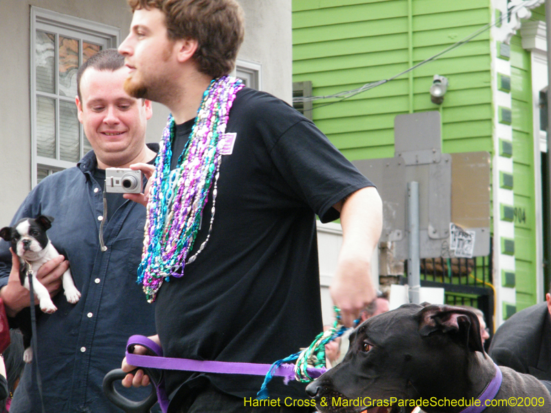 2009-Mystic-Krewe-of-Barkus-Mardi-Gras-French-Quarter-New-Orleans-Dog-Parade-Harriet-Cross-7562