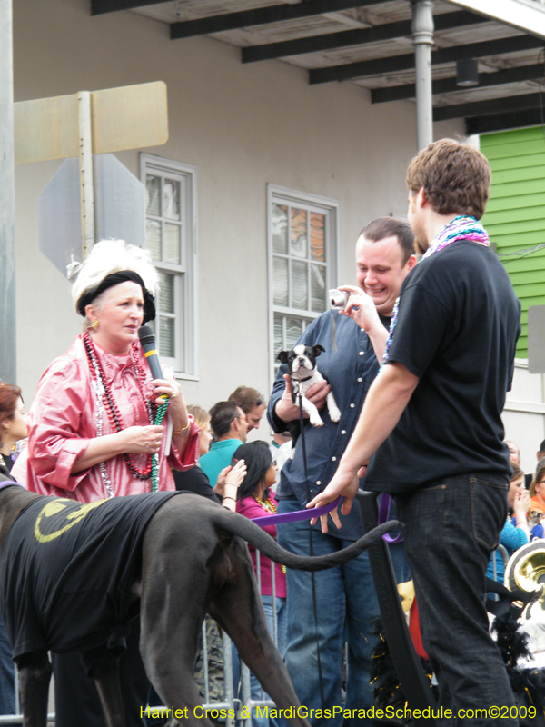 2009-Mystic-Krewe-of-Barkus-Mardi-Gras-French-Quarter-New-Orleans-Dog-Parade-Harriet-Cross-7563